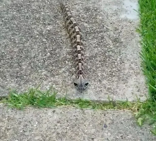 Unveiling the enigmatic Gaboon Viper: Nature’s master of camouflage and lethal precision