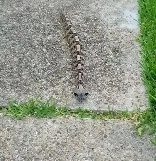 Unveiling the enigmatic Gaboon Viper: Nature’s master of camouflage and lethal precision