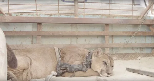 Circus lion was locked up for 20 long years, now watch his reaction when he’s released