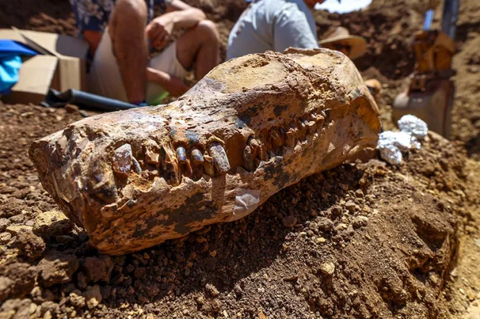 “In Search of History” Fossil Hunters Discover ‘Rosetta Stone’ Dinosaur Skeleton in Australia’s Ancient Sea