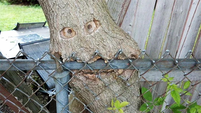 20 Badass Trees That Refused To Die Even At The Harshest Conditions