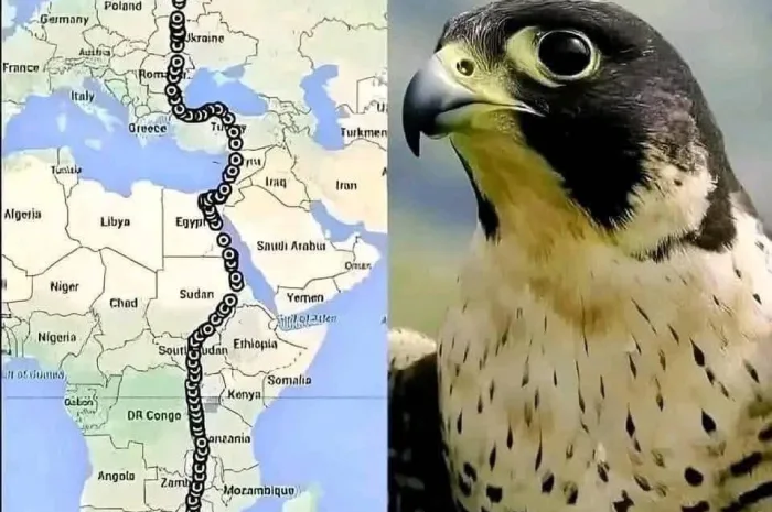 Incredible Journey: GPS-Tracked Falcon’s 10,000 Km Flight from South Africa to Finland