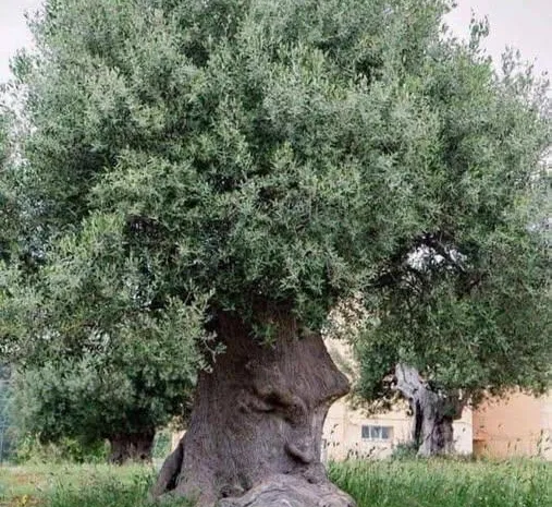 3,000-Year-Old World’s Oldest Olive Tree on the Island of Crete Still Produces Olives Today