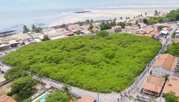 The World’s Largest Cashew Tree Covers an Area of Over 8,000 Square Meters