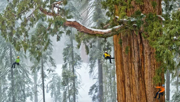 This 3,200-Year-Old Tree Is So Big, It’s Never Been Captured In A Single Photograph…