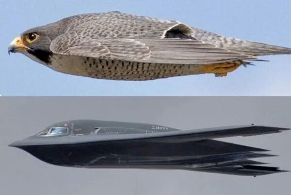 Peregrine Falcon’s Stealthy Dive Mirrors B-2 Bomber in Stunning Photo