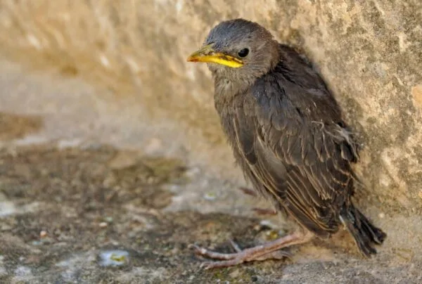 Starlings Obscure the Sky Over Rome: A Dystopian Viral Photo