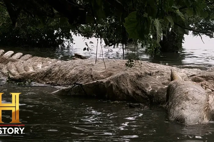 MASSIVE SEA MONSTER Washes Up in Bermuda | The Proof Is Out There: Bermuda Triangle